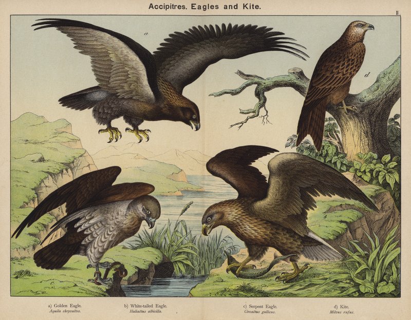 Accipitres, Eagles and Kite by European School