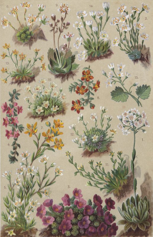 Alpine Flora by European School