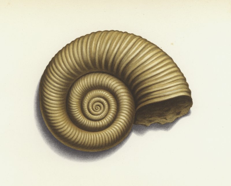 Ammonite by European School