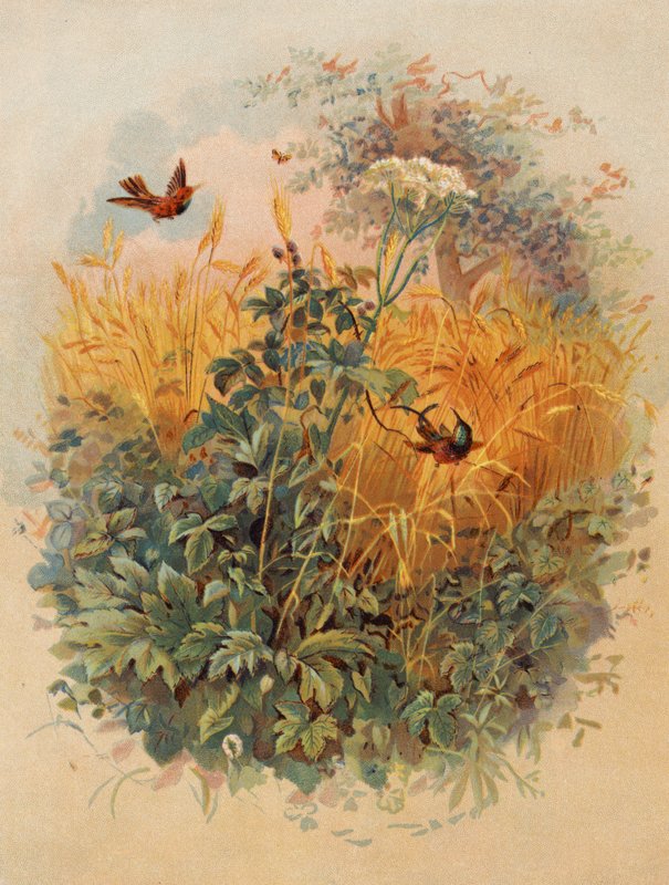 And some Fell among Thorns by European School