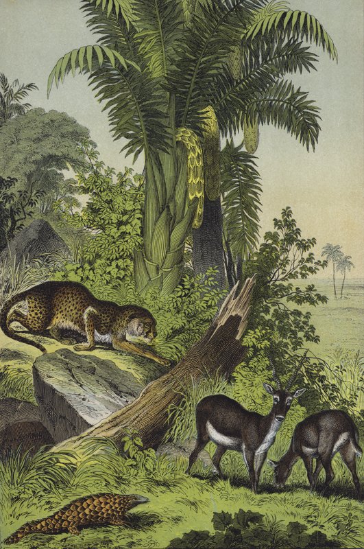 Animals and plants of India by European School