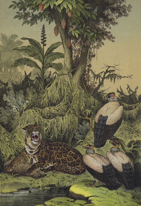 Animals and plants of New Granada, South America by European School
