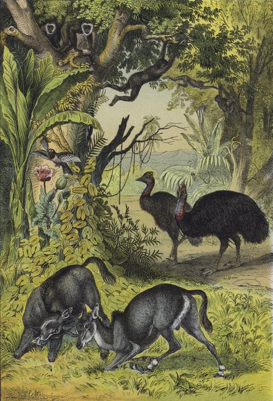 Animals and plants of Southern Asia by European School