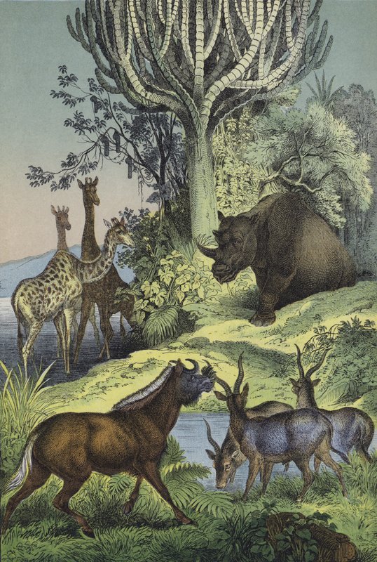 Animals and plants of the Abyssinian hill country by European School