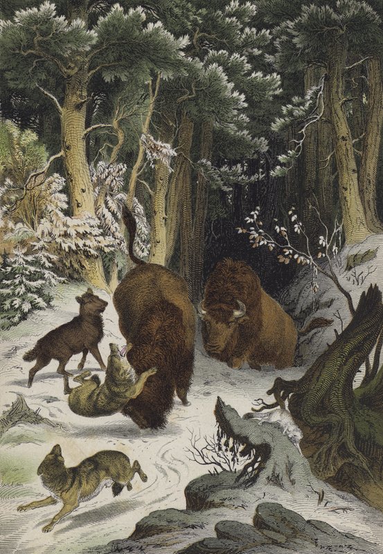 Animals and plants of the Forest of Bialowicz, Lithuania by European School