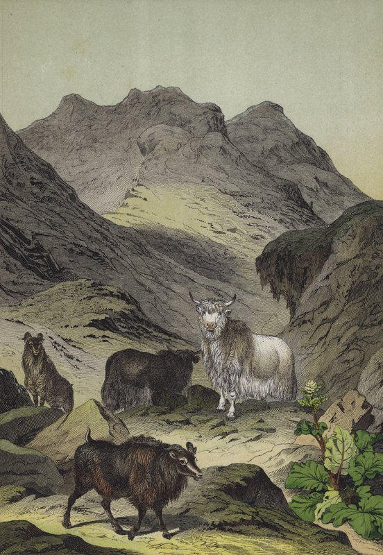 Animals and plants of the Highlands of Tibet by European School
