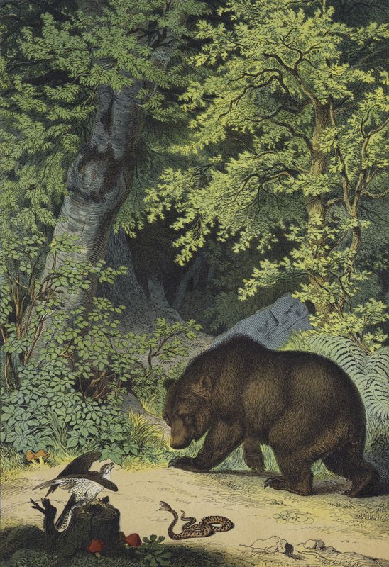 Animals and Plants of the Leafy Woods of Central Europe by European School