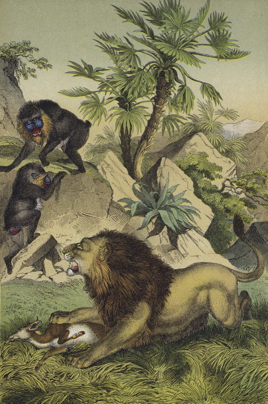 Animals and plants of the mountain forests of coastal West Africa by European School