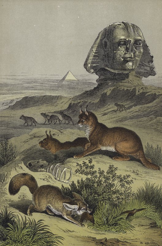 Animals of Egypt by European School
