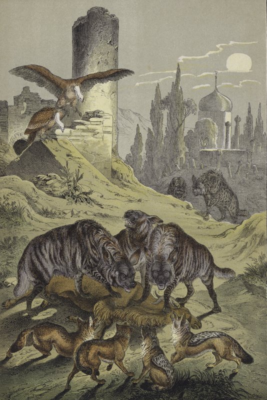 Animals of North Africa by European School