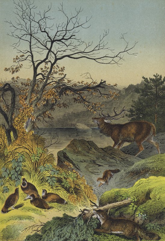 Animals of Siberia by European School