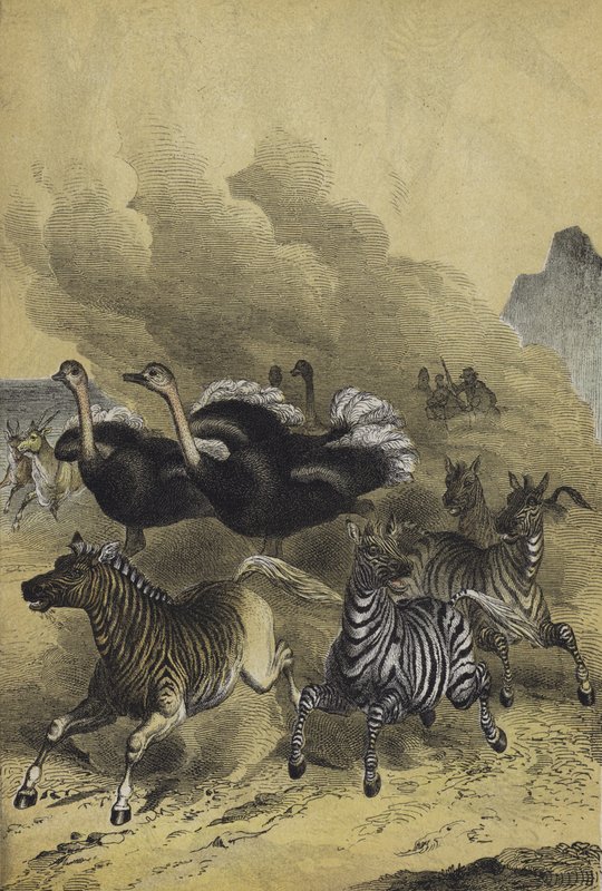 Animals of Southern Africa by European School