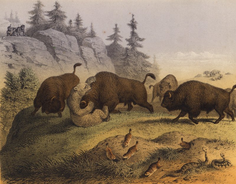 Animals of the American prairies by European School