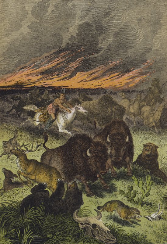 Animals of the North American prairies by European School