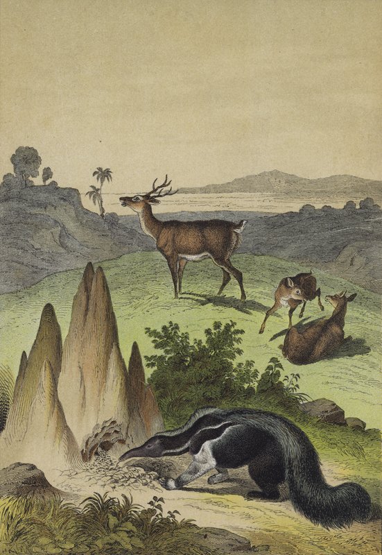 Animals of the South American Pampas by European School