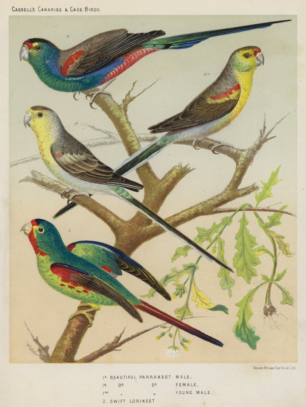Beautiful Parrakeet, Male, Female, Young Male, Swift Lorikeet by European School