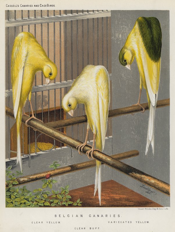 Belgian Canaries, Clear Yellow, Variegated Yellow, Clear Buff by European School