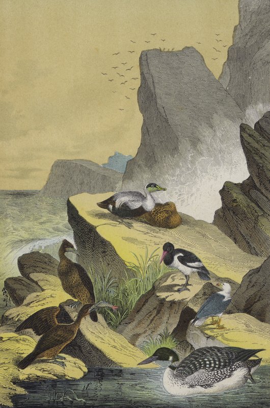 Birds of the sea coasts of Northern Europe by European School