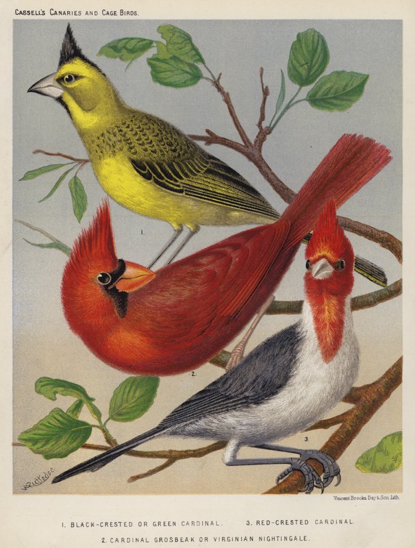 Black-Crested or Green Cardinal, Red-Crested Cardinal, Cardinal Grosbeak or Virginian Nightingale by European School