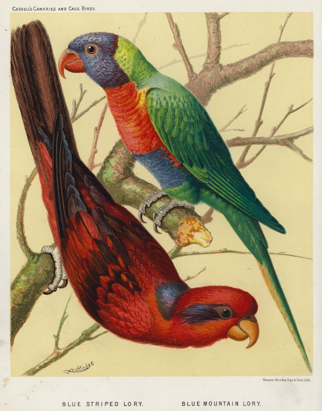 Blue Striped Lory, Blue Mountain Lory by European School