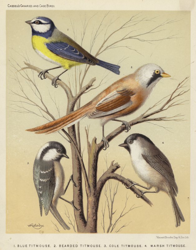 Blue Titmouse, Bearded Titmouse, Cole Titmouse, Marsh Titmouse by European School