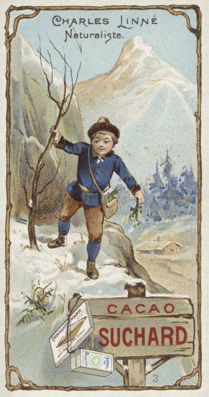 Carl Linnaeus, Swedish botanist and zoologist, as a child by European School