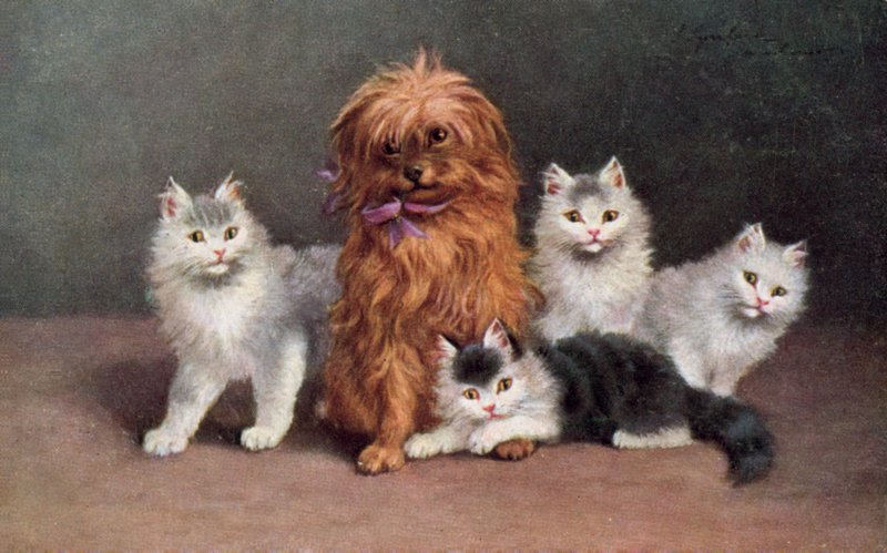 Cat Postcard by European School