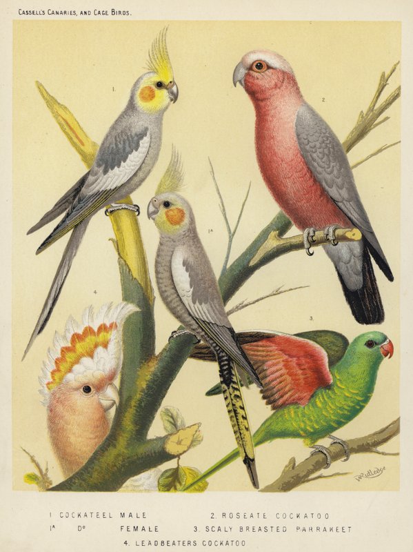 Cockateel, Male, Female, Roseate Cockatoo, Scaly Breasted Parrakeet, Leadbeaters Cockatoo by European School