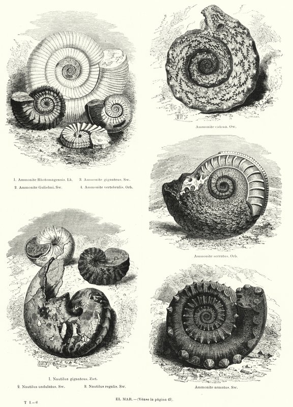 Fossils of ammonites and nautilus by European School