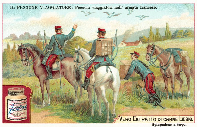 French Army Carrier Pigeons by European School