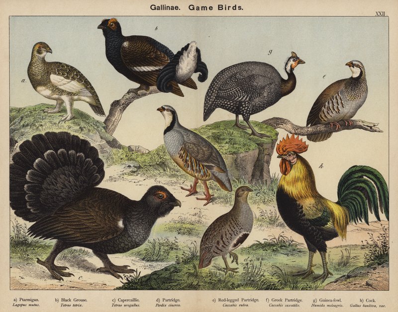 Gallinae, Game Birds by European School