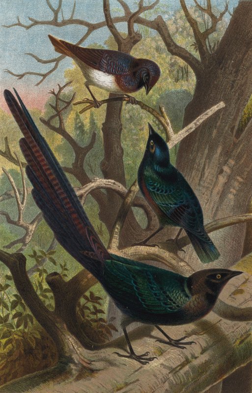 Glossy Starlings by European School