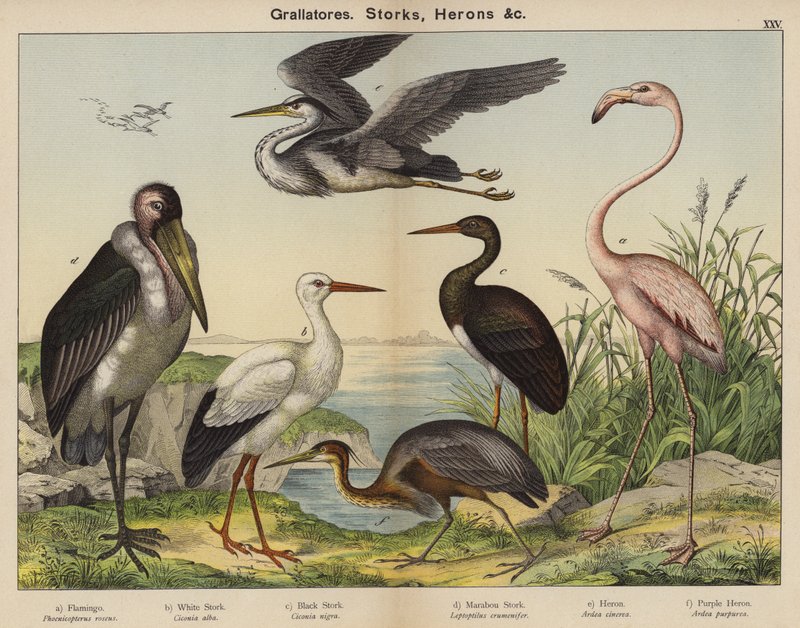 Grallatores, Storks, Herons by European School