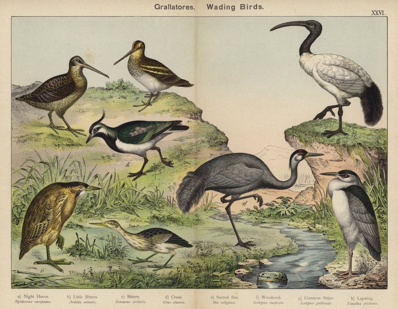 Grallatores, Wading Birds by European School
