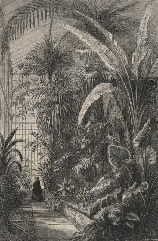 Grande Serre of the Museum of Paris by European School