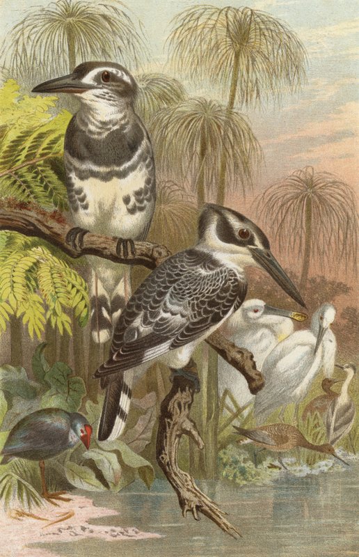Gray Kingfisher by European School