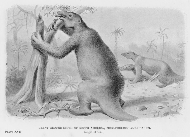 Great Ground-Sloth of South America, Megatherium Americanum by European School