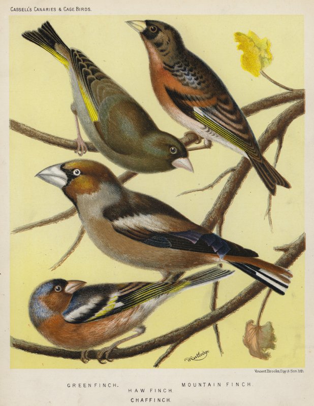 Green Finch, Mountain Finch, Haw Finch, Chaf Finch by European School