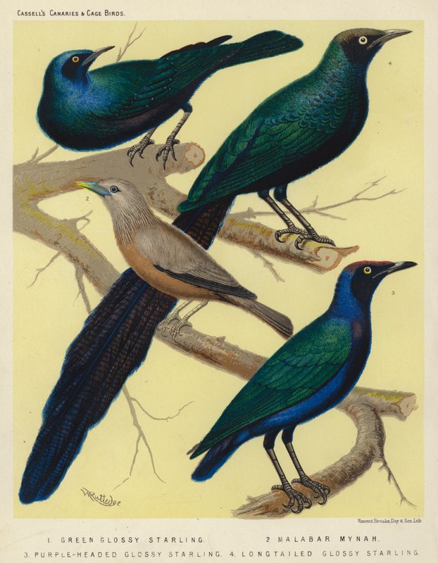 Green Glossy Starling, Malabar Mynah, Purple-Headed Glossy Starling, Long Tailed Glossy Starling by European School