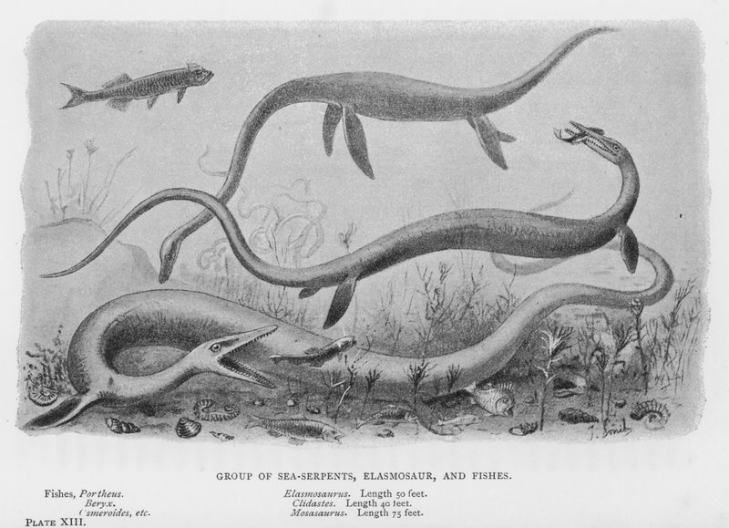 Group of Sea-Serpents, Elasmosaur, and Fishes by European School