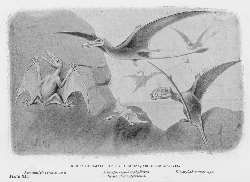 Group of Small Flying Dragons, or Pterodactyls by European School