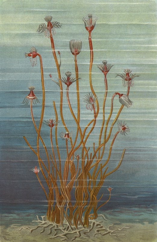 Group of Tubularia Indivisa by European School