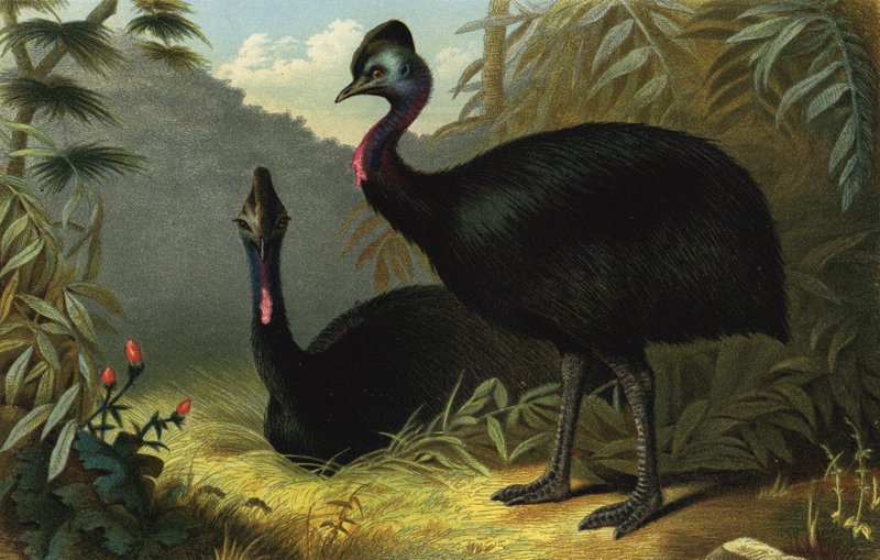 Southern Cassowary by European School