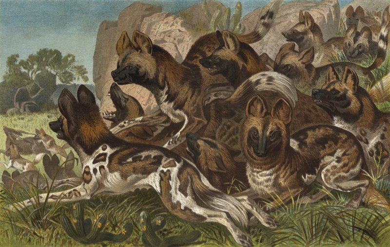Hianenhund by European School