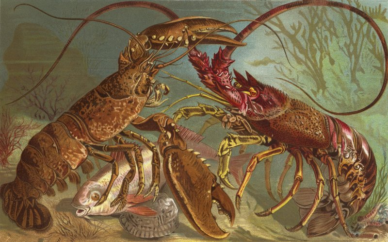 Lobster and Spiny Lobster by European School