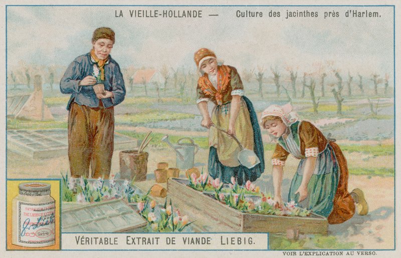 Hyacinth Crop Near Haarlem by European School