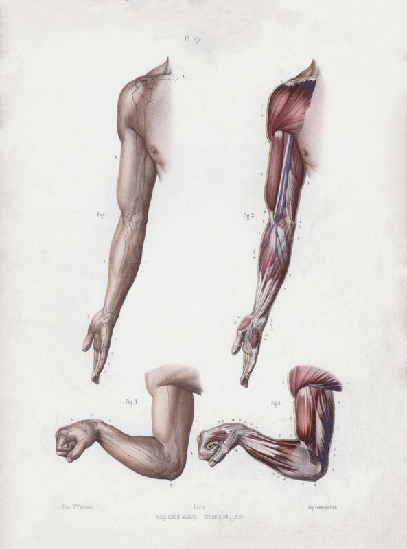 Male arm and hands by European School