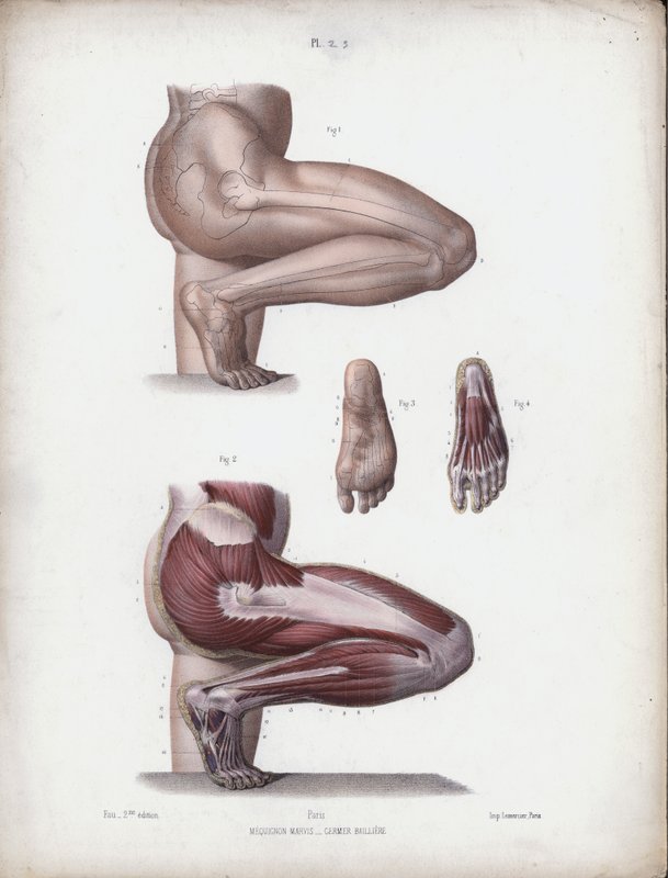 Male leg and foot by European School