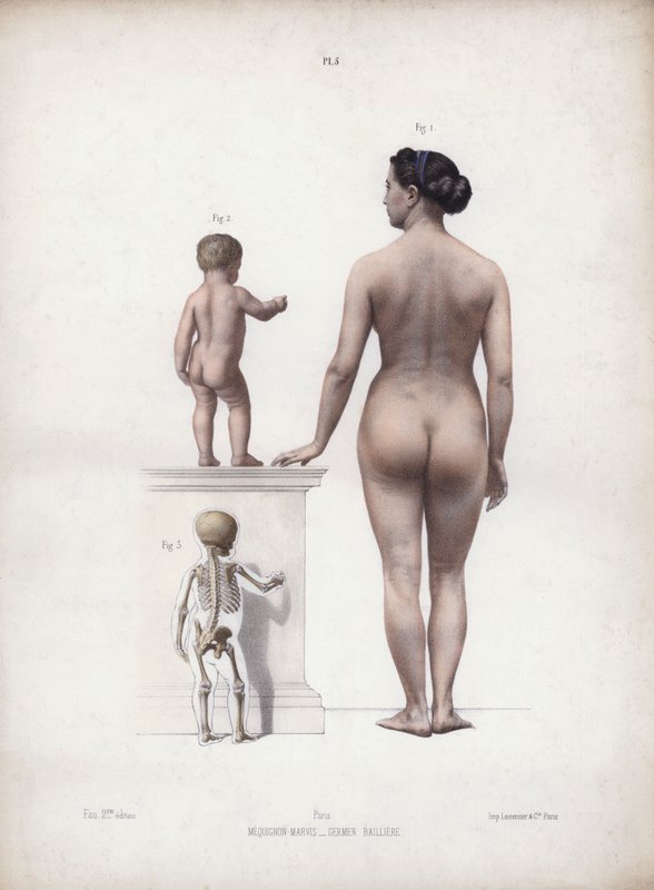 Illustration for The Anatomy of the External Forms of Man: Woman and child standing, back view by European School