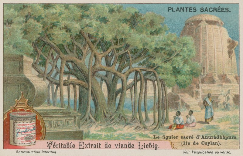 Jaya Sri Maha Bodhi, a Fig Tree Sacred to Buddhism in Sri Lanka by European School